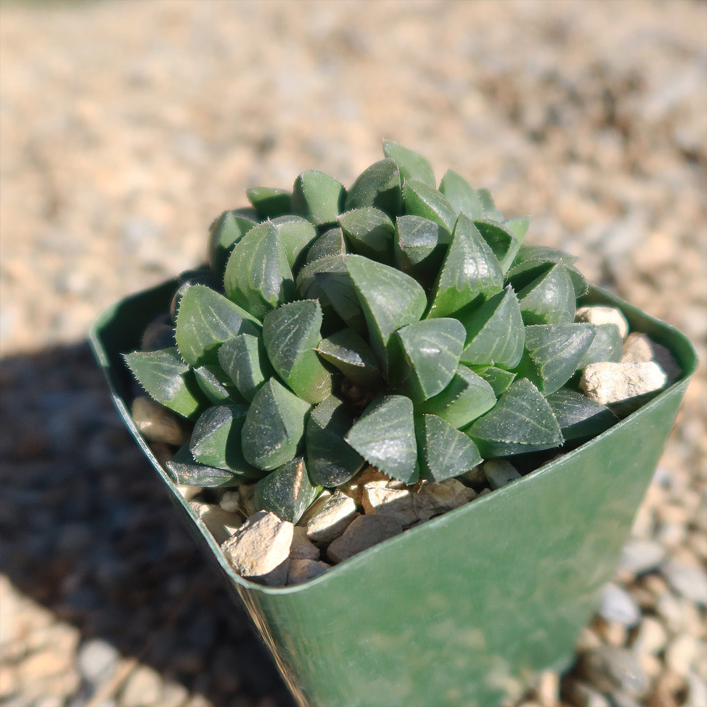 Haworthia retusa