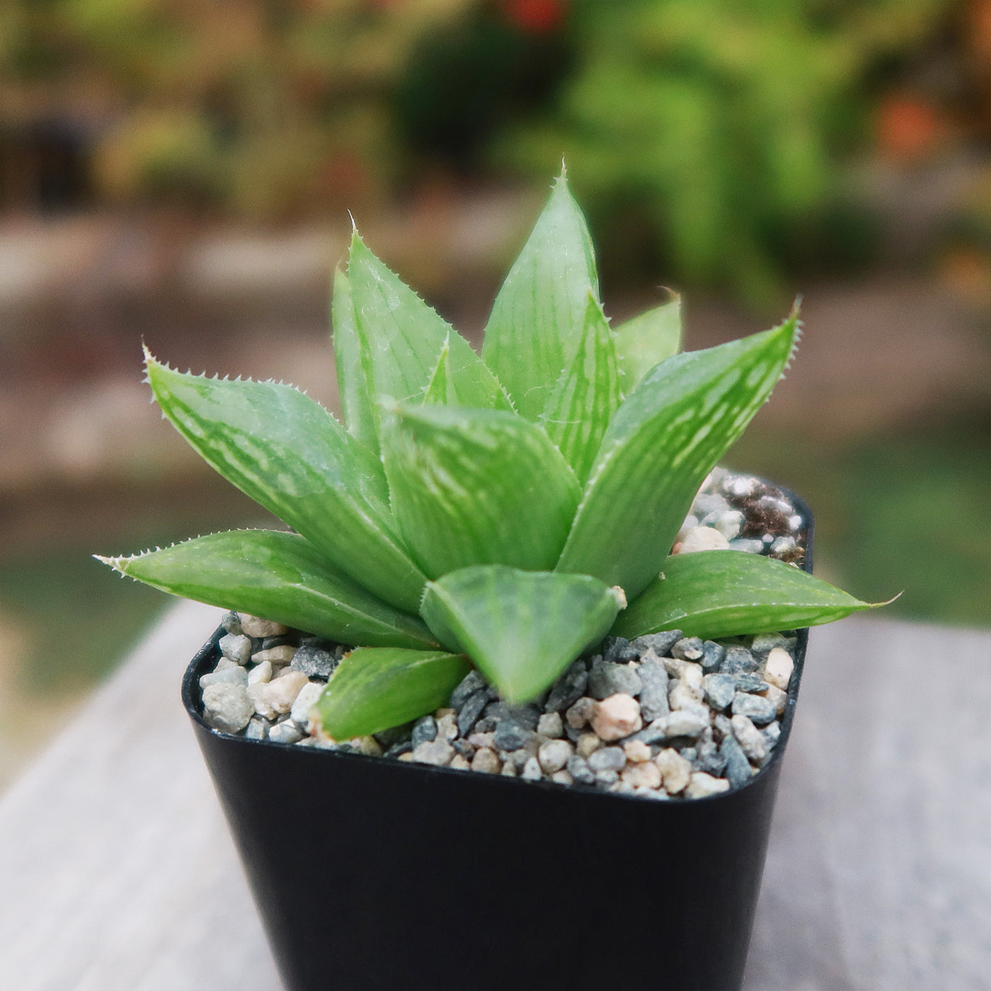 green succulent with pointy leaves Haworthia turgida 2" Pot