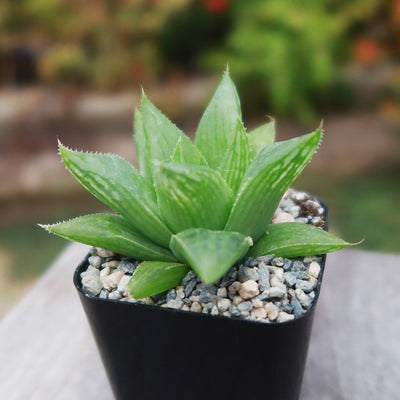 Haworthia turgida