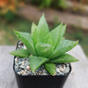 Haworthia turgida