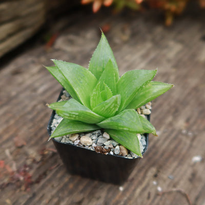 Haworthia turgida