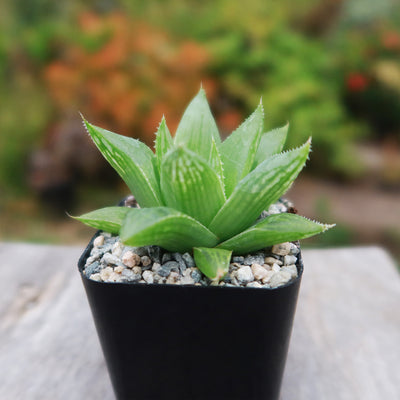 Haworthia turgida