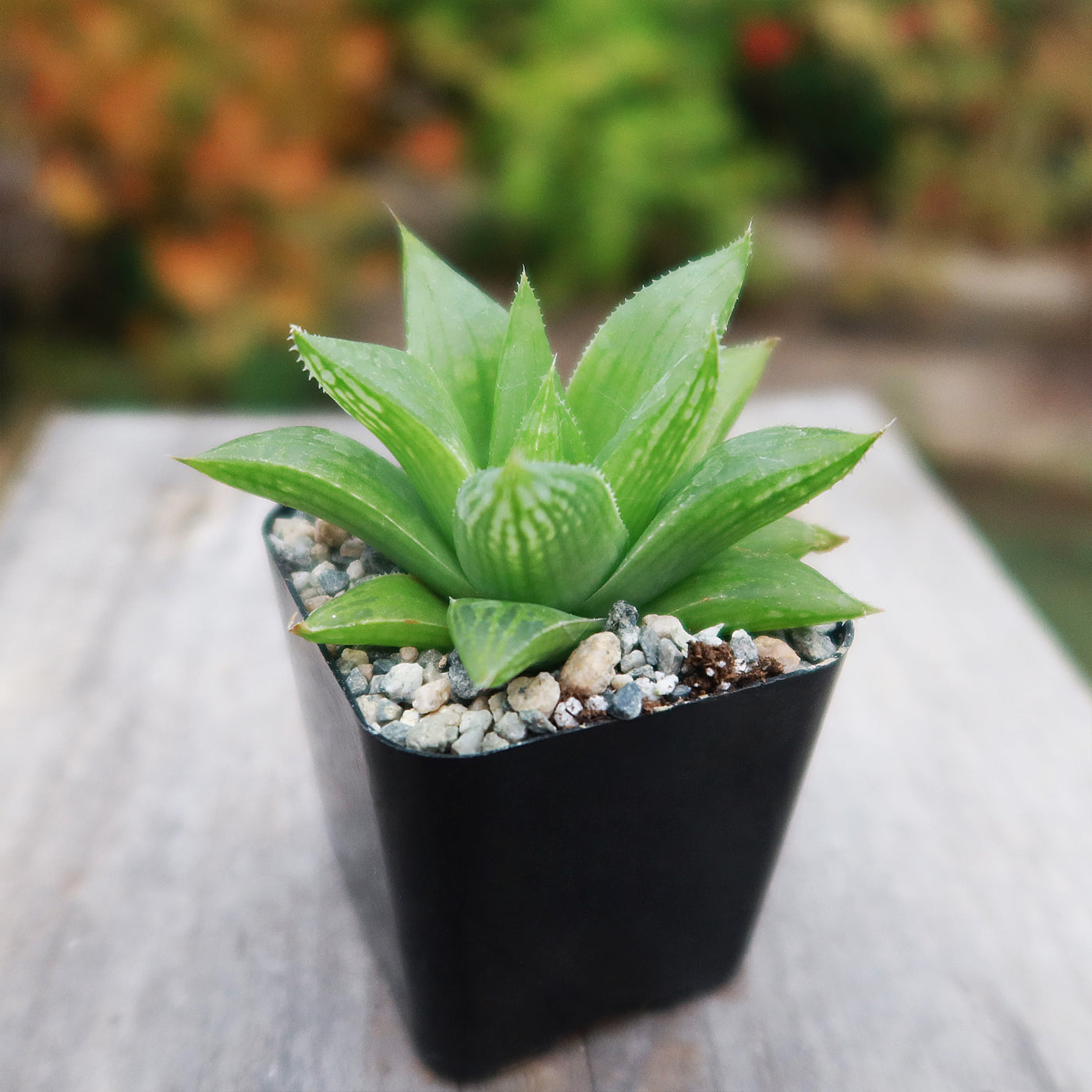 Haworthia turgida