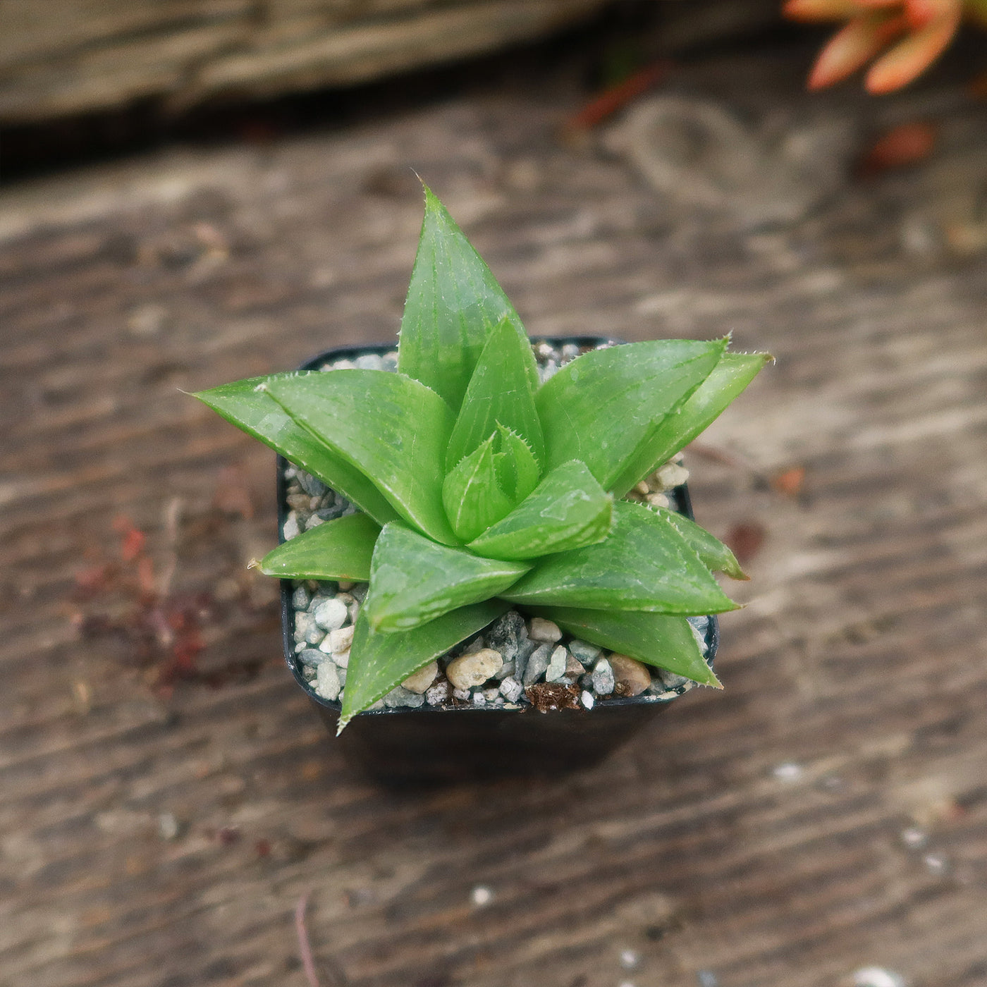 Haworthia turgida