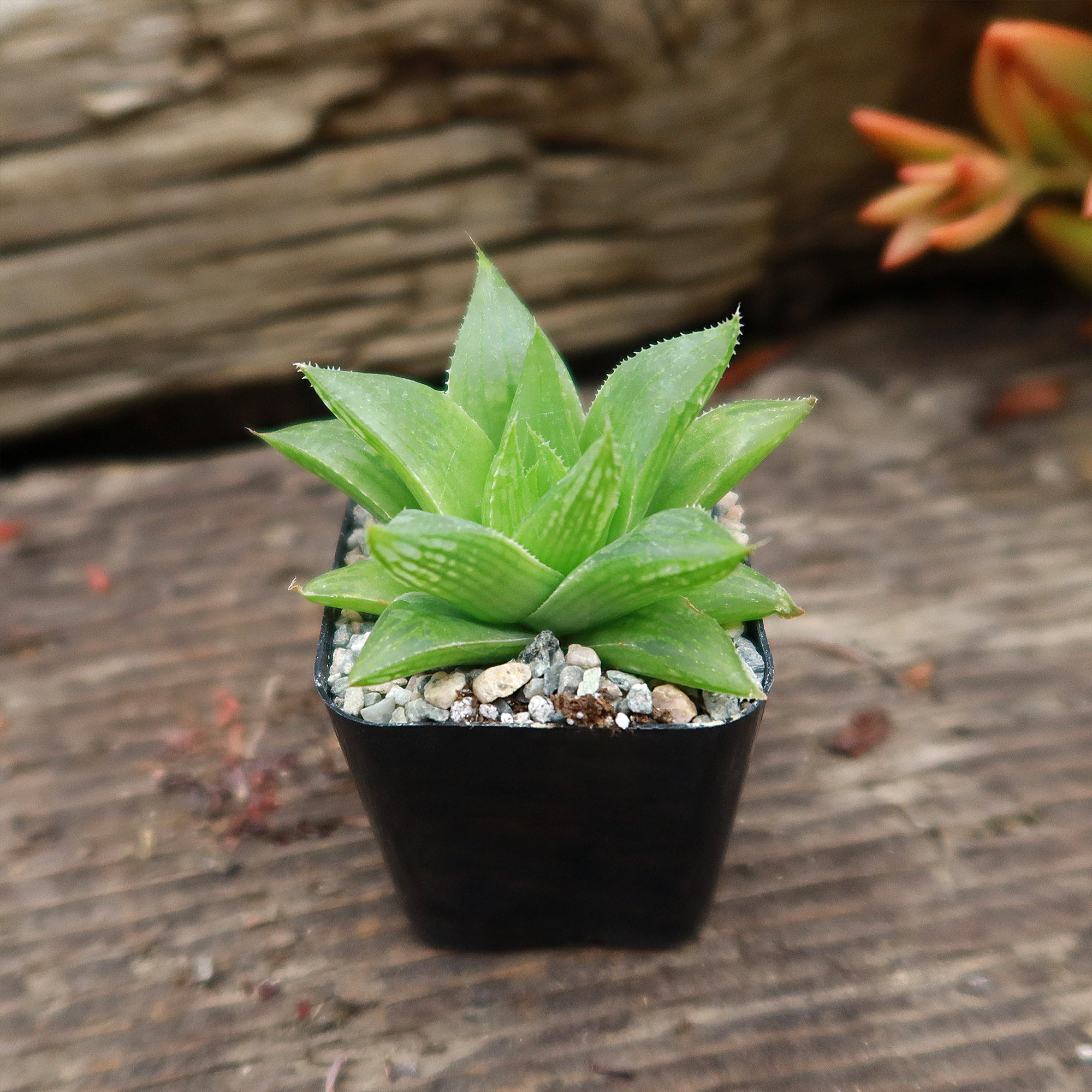 Haworthia turgida