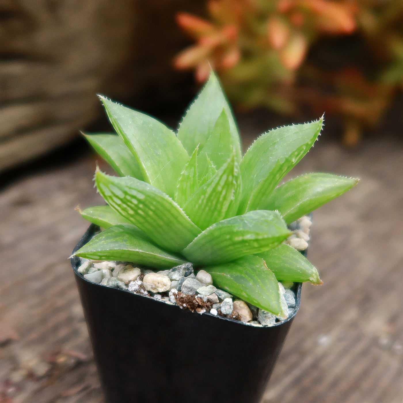 Haworthia turgida