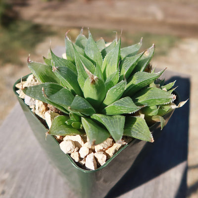 Haworthia turgida