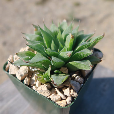 Haworthia turgida