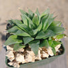 Haworthia turgida