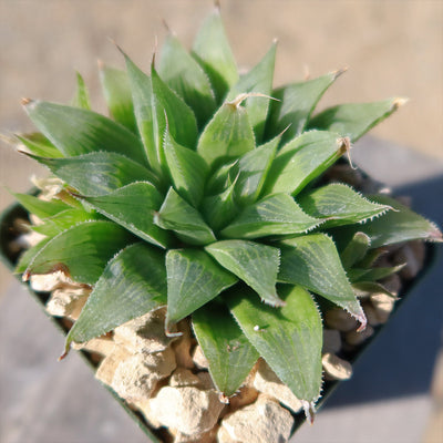 Haworthia turgida