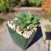 Haworthia turgida