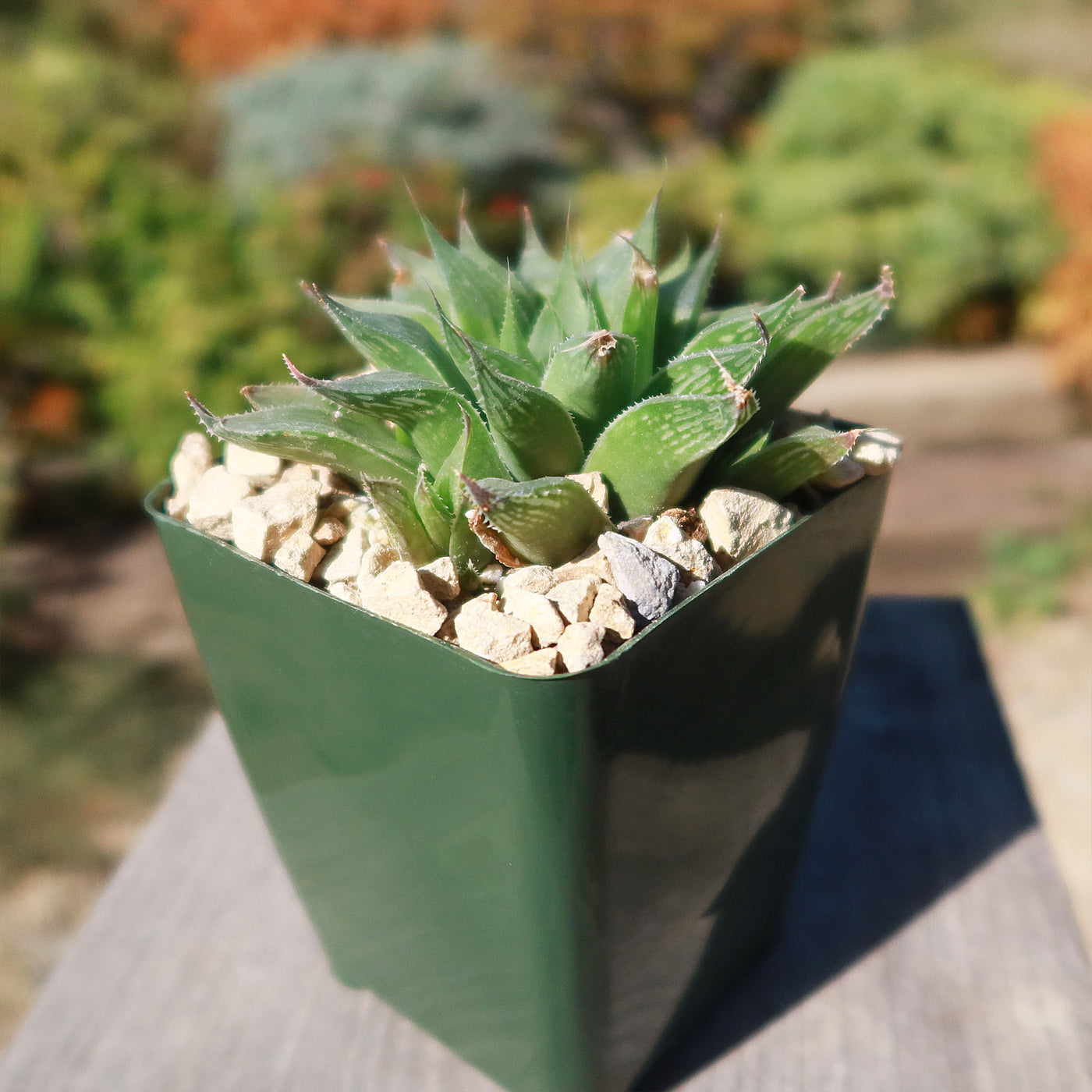 Haworthia turgida