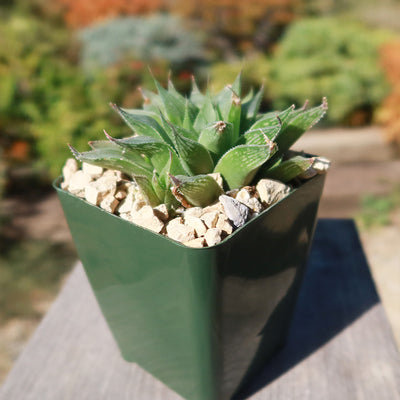 window pane succulent Haworthia turgida