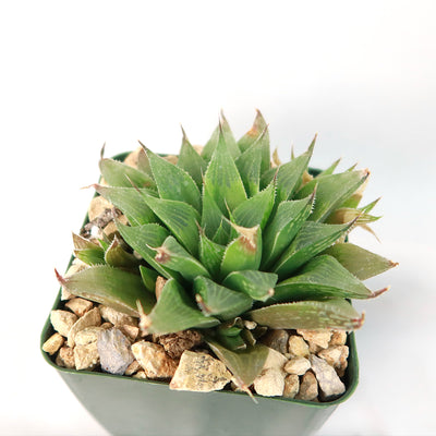 Haworthia turgida