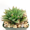 Haworthia turgida