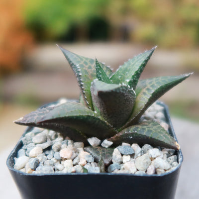 Haworthia veneosa tessellata