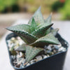 Haworthia veneosa tessellata