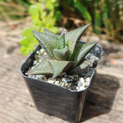 Haworthia veneosa tessellata