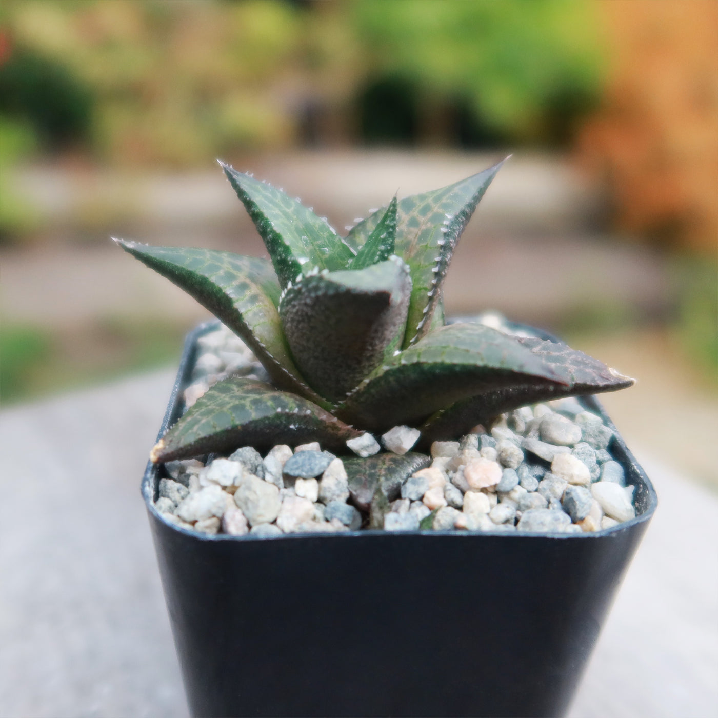 Haworthia veneosa tessellata