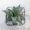 Haworthia veneosa tessellata