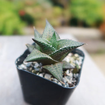 hiawatha succulent plant Haworthia veneosa tessellata