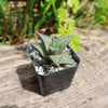 Haworthia veneosa tessellata