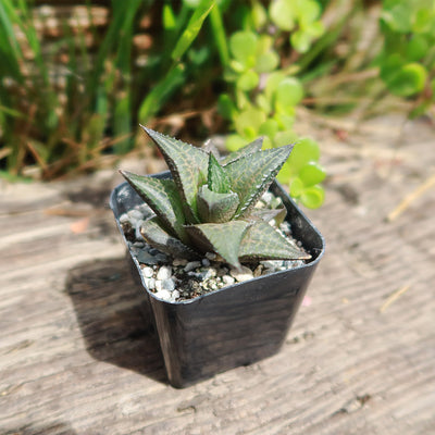 venosa succulent Buy Haworthia Veneosa Tessellata | Window Haworthia