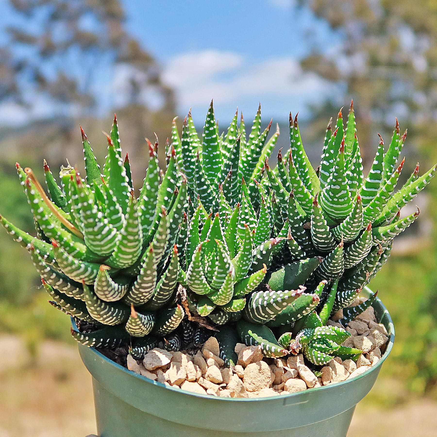haworthia succulent plant 'Haworthia Coarctata' Crowded Haworthia
