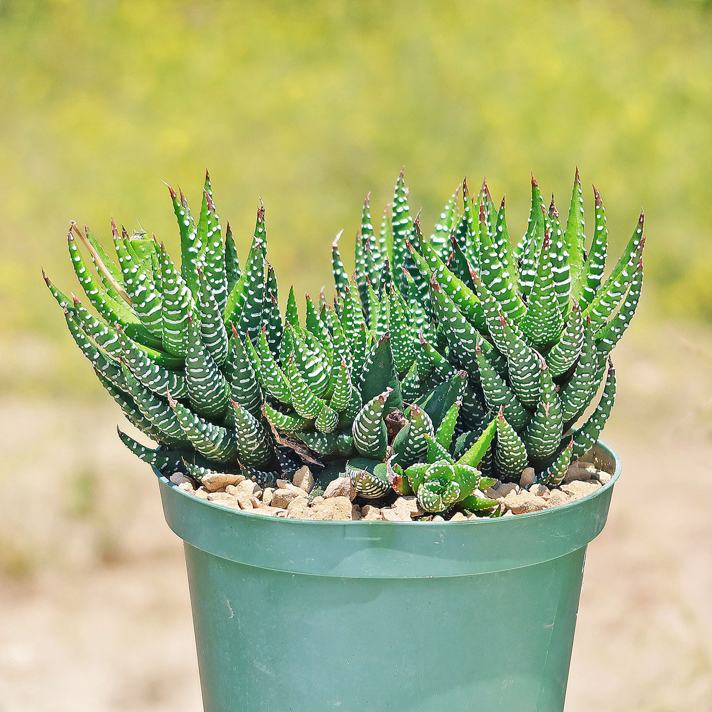 world of succulents haworthia Haworthia Coarctata- Shop Online at Planet Desert
