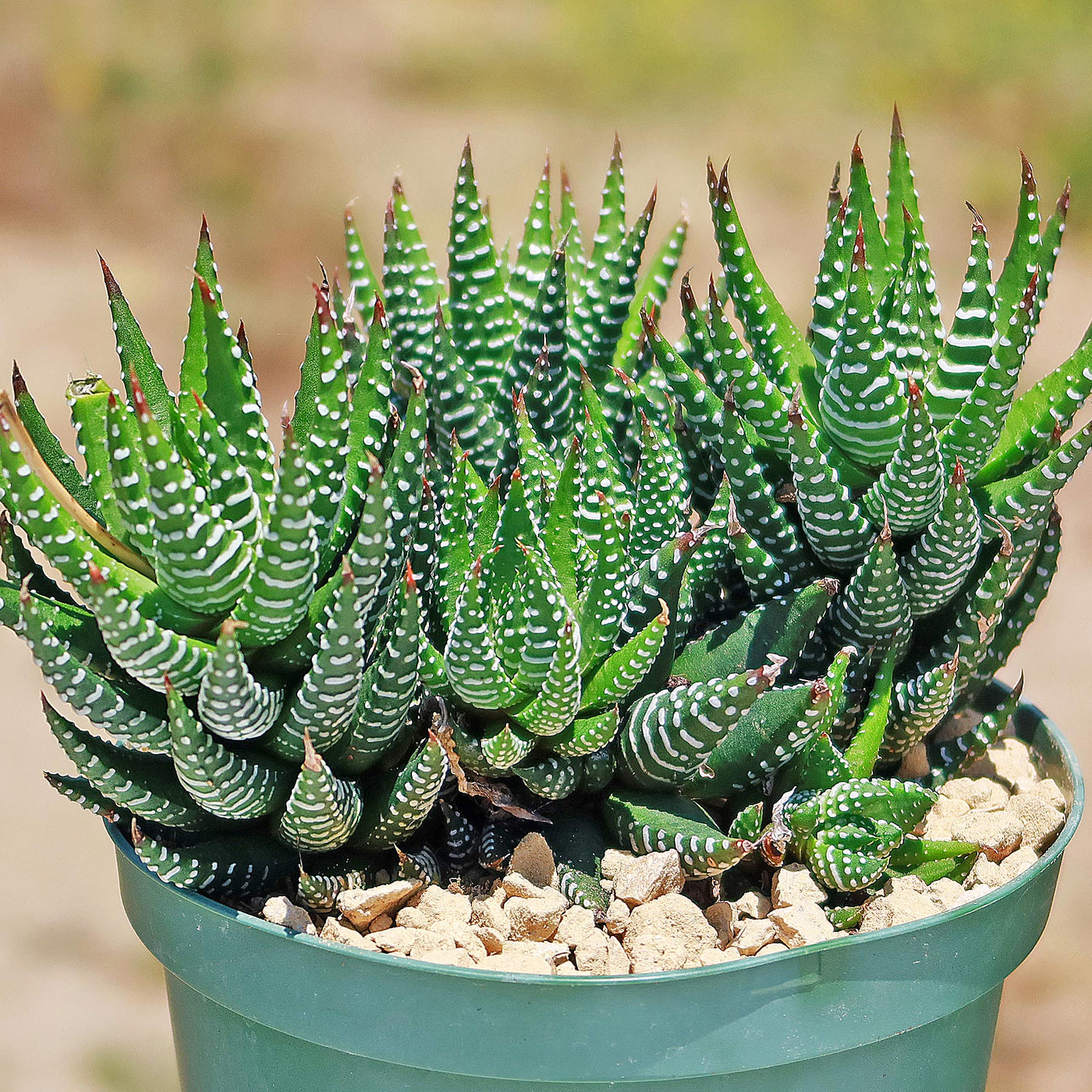 haworthia potting mix Haworthia Coarctata- Shop Online at Planet Desert