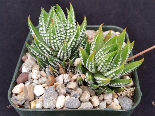 green succulent with white dots Zebra Wart ‘Haworthia reinwardtii’ 4" Pot