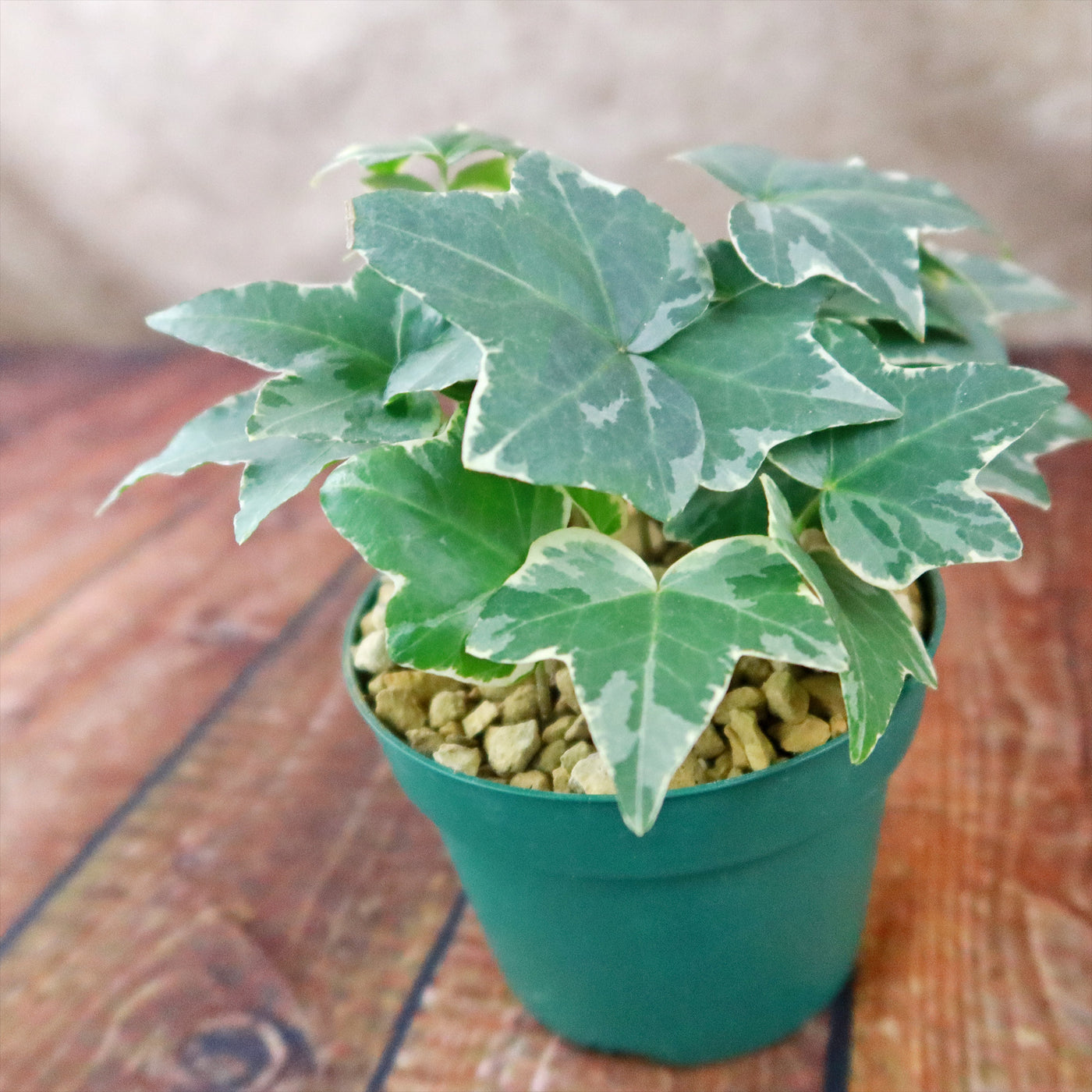 english ivy succulent Glacier Ivy Plant – Hedera Helix ‘Glacier Ivy’ 8" Pot / White / Without Pot