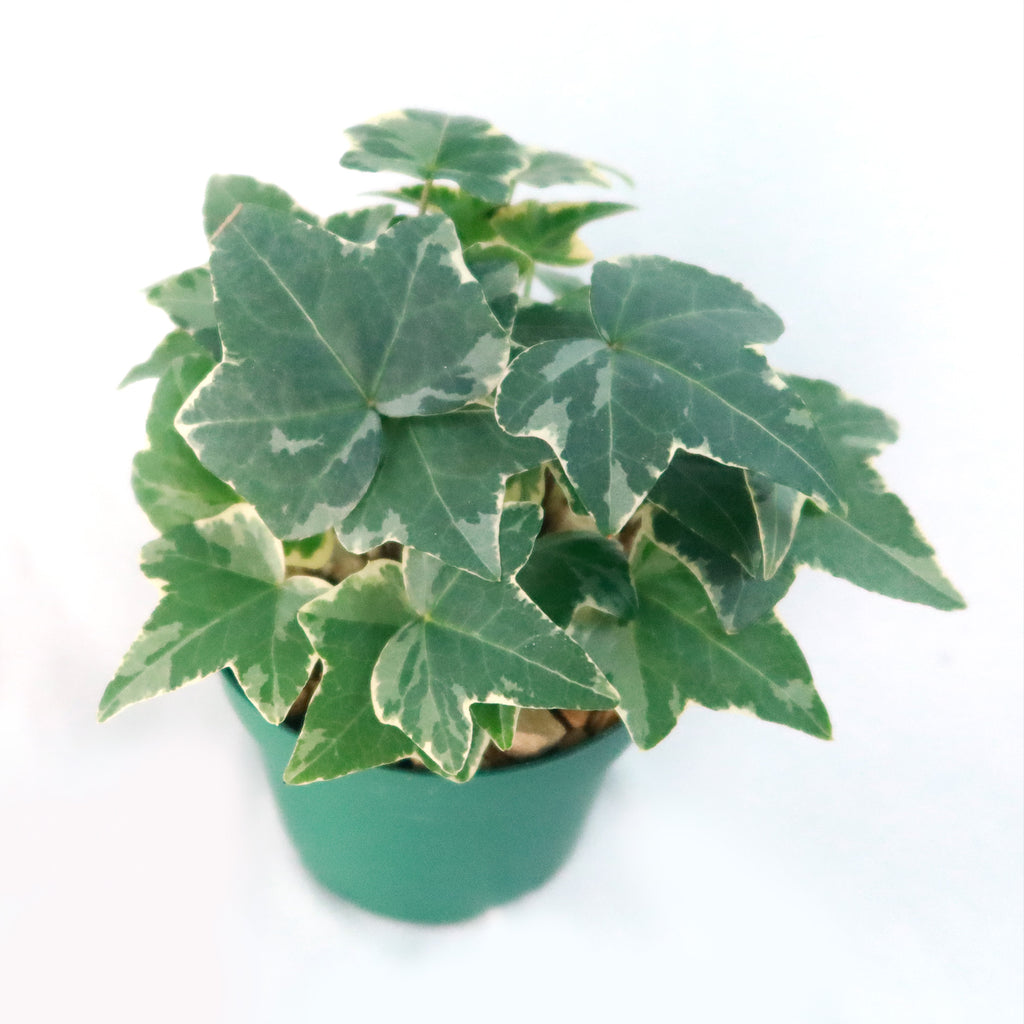Glacier Ivy Plant – Hedera Helix ‘Glacier Ivy’