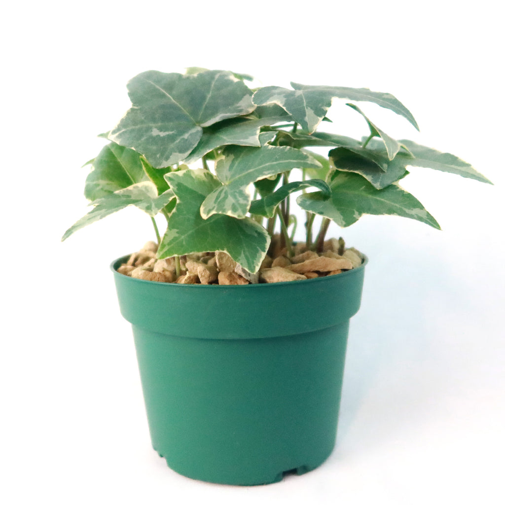 Glacier Ivy Plant – Hedera Helix ‘Glacier Ivy’