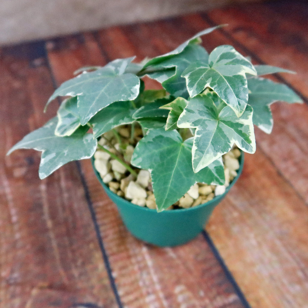 Glacier Ivy Plant – Hedera Helix ‘Glacier Ivy’