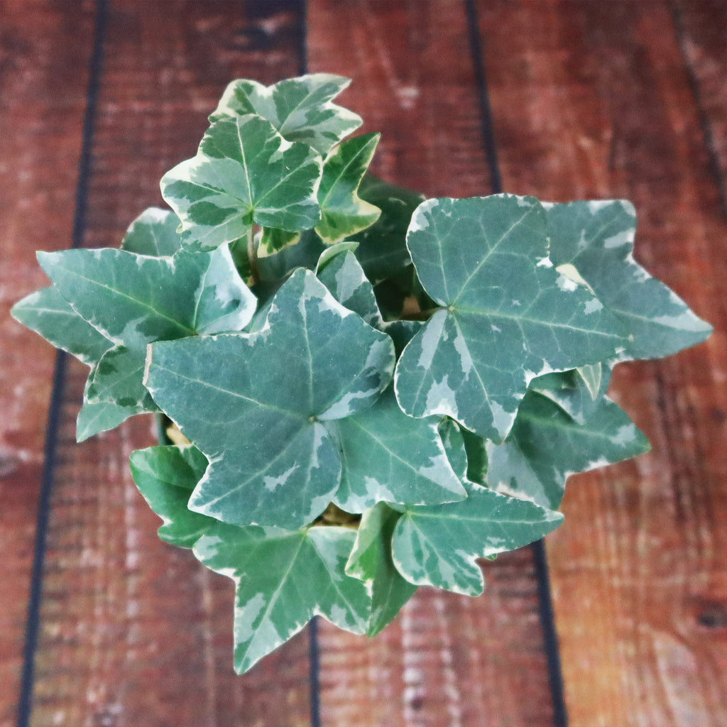 Glacier Ivy Plant – Hedera Helix ‘Glacier Ivy’