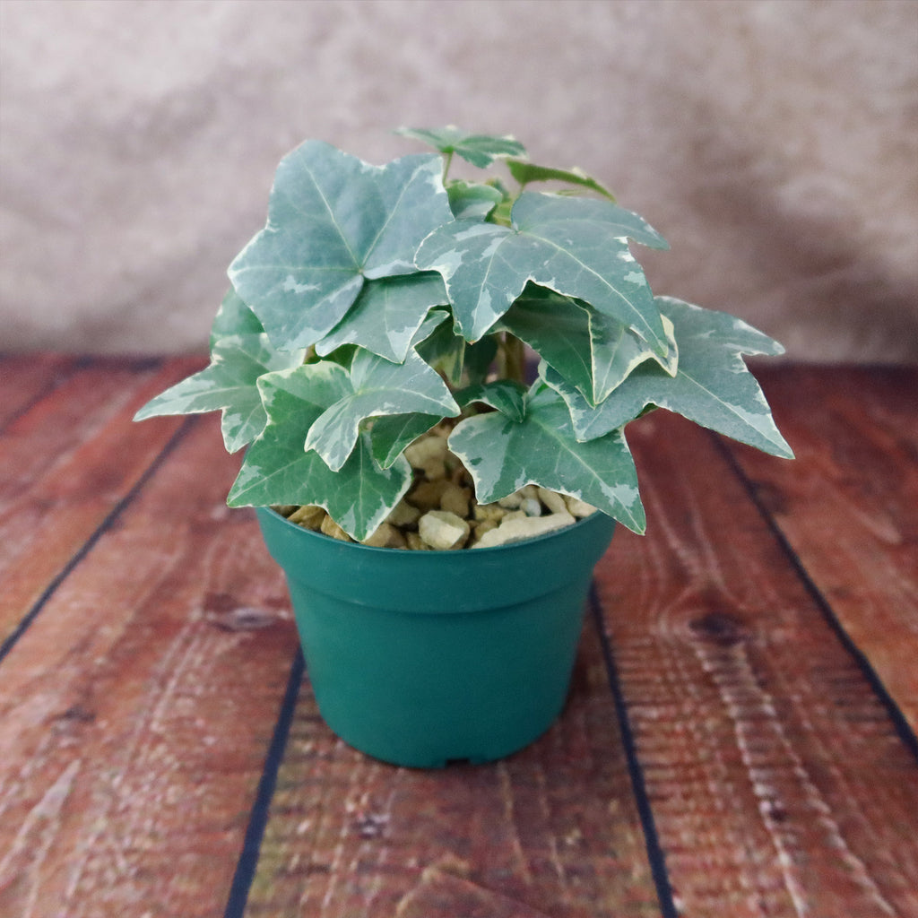 Glacier Ivy Plant – Hedera Helix ‘Glacier Ivy’