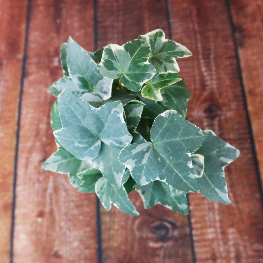 Glacier Ivy Plant – Hedera Helix ‘Glacier Ivy’