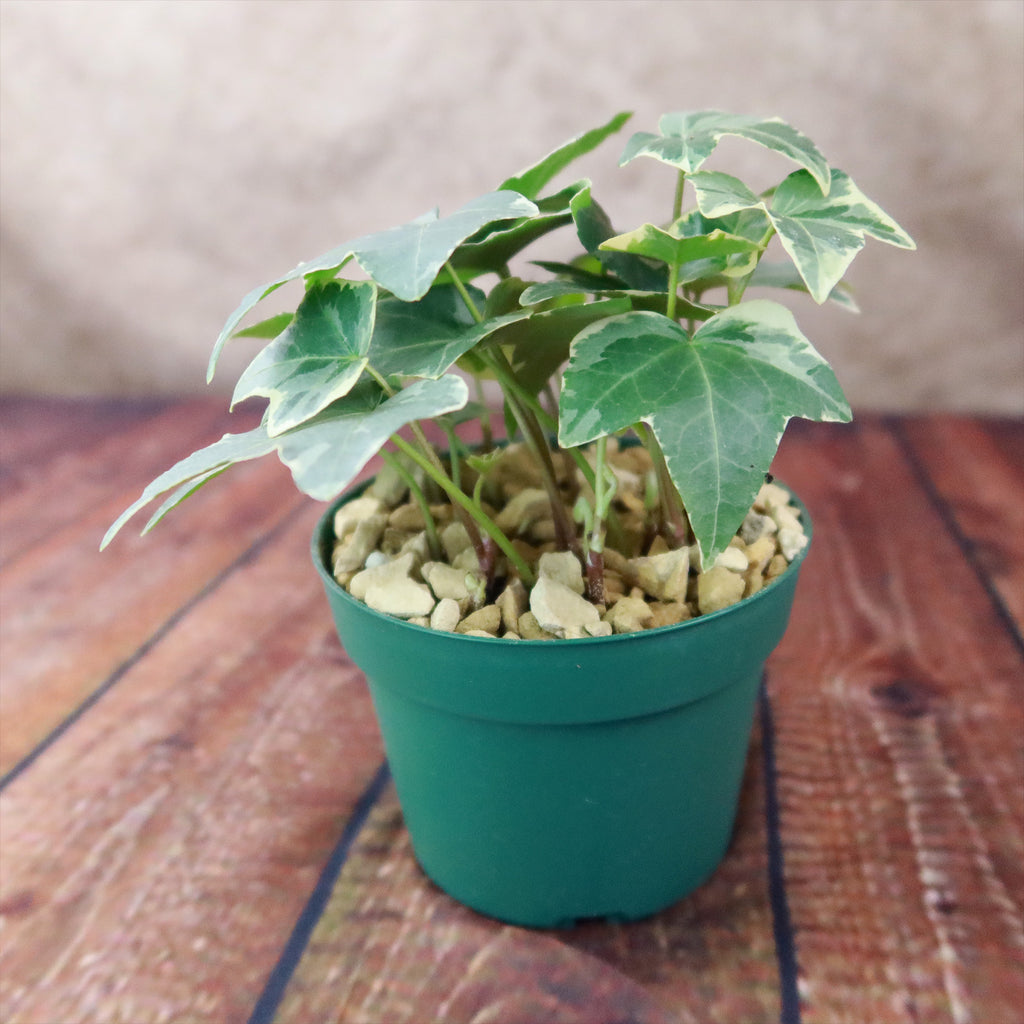 Glacier Ivy Plant – Hedera Helix ‘Glacier Ivy’