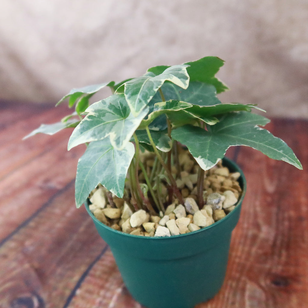 Glacier Ivy Plant – Hedera Helix ‘Glacier Ivy’