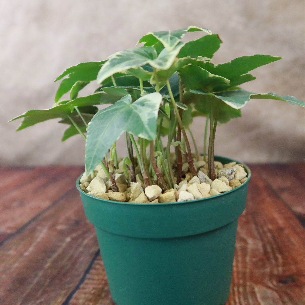 Glacier Ivy Plant – Hedera Helix ‘Glacier Ivy’