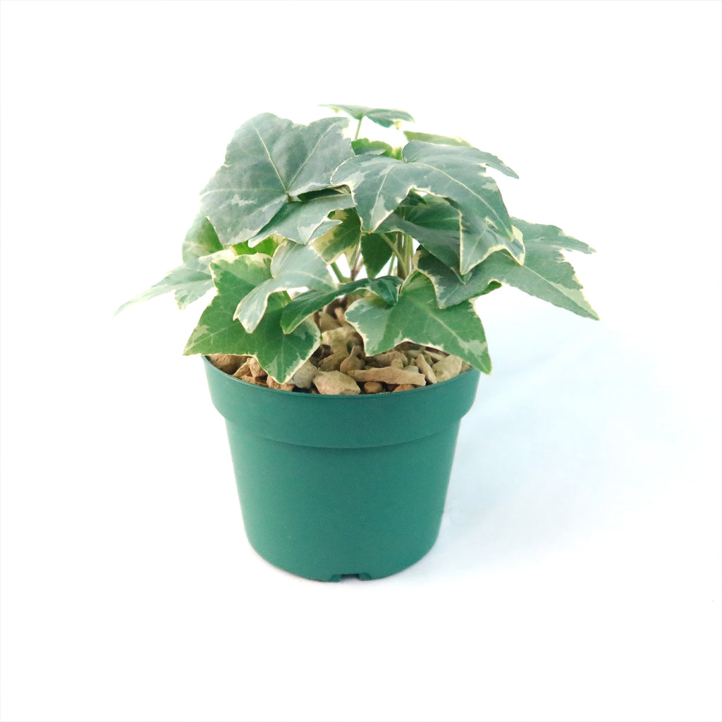 Glacier Ivy Plant – Hedera Helix ‘Glacier Ivy’