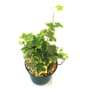 Hedera helix ‘Gold Child