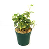 Hedera helix ‘Gold Child