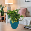 Hedera helix ‘Gold Child