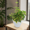 Hedera helix ‘Gold Child
