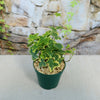 Hedera helix ‘Gold Child
