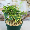Hedera helix ‘Gold Child