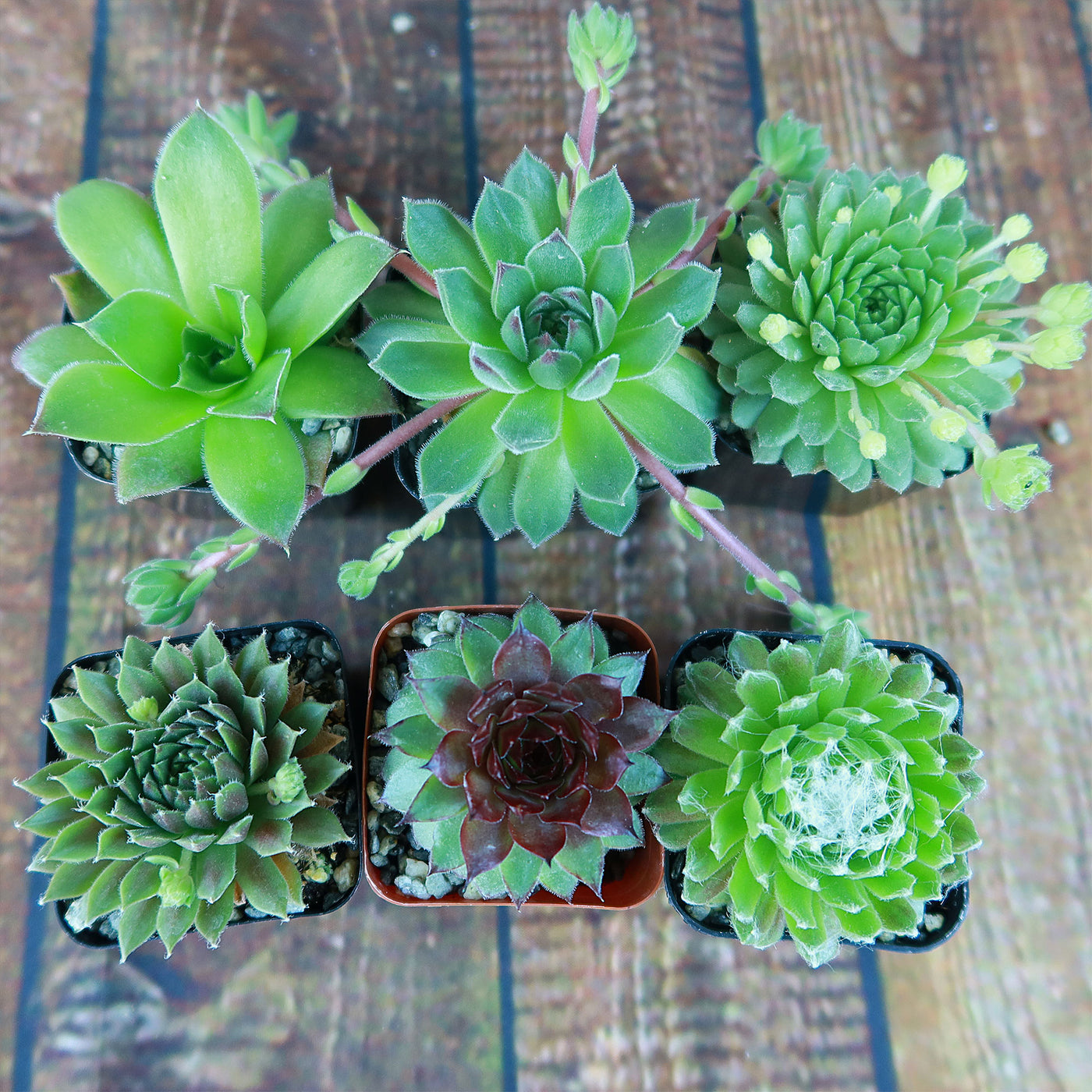 succulent plant with webbing Shop 'Hens and Chicks Sempervivum (6-Packs)' For Sale
