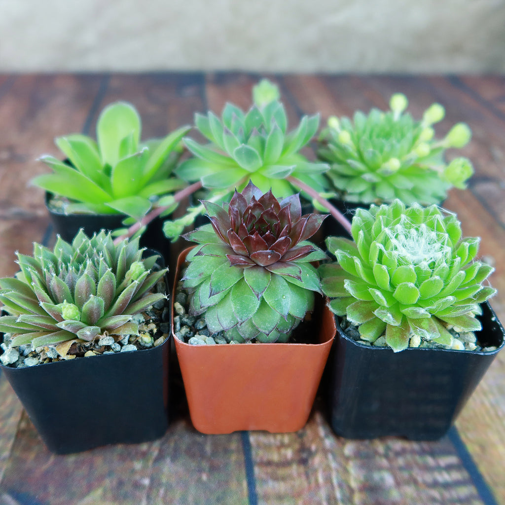 Hens and Chicks Sempervivum (6-Packs)